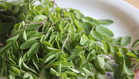 moringa